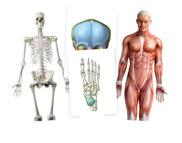 Nuove body card in anamnesi