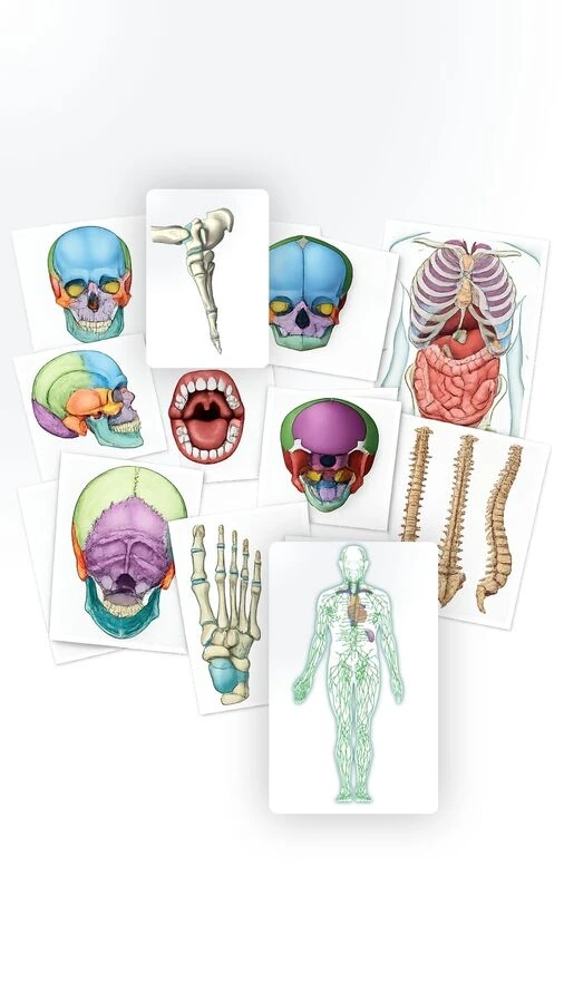 Nuove body card in anamensi